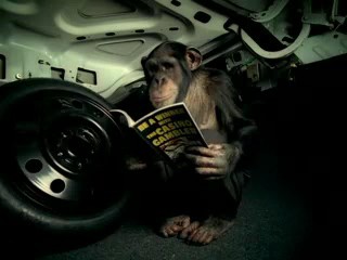 Trunk Monkey Video Clips